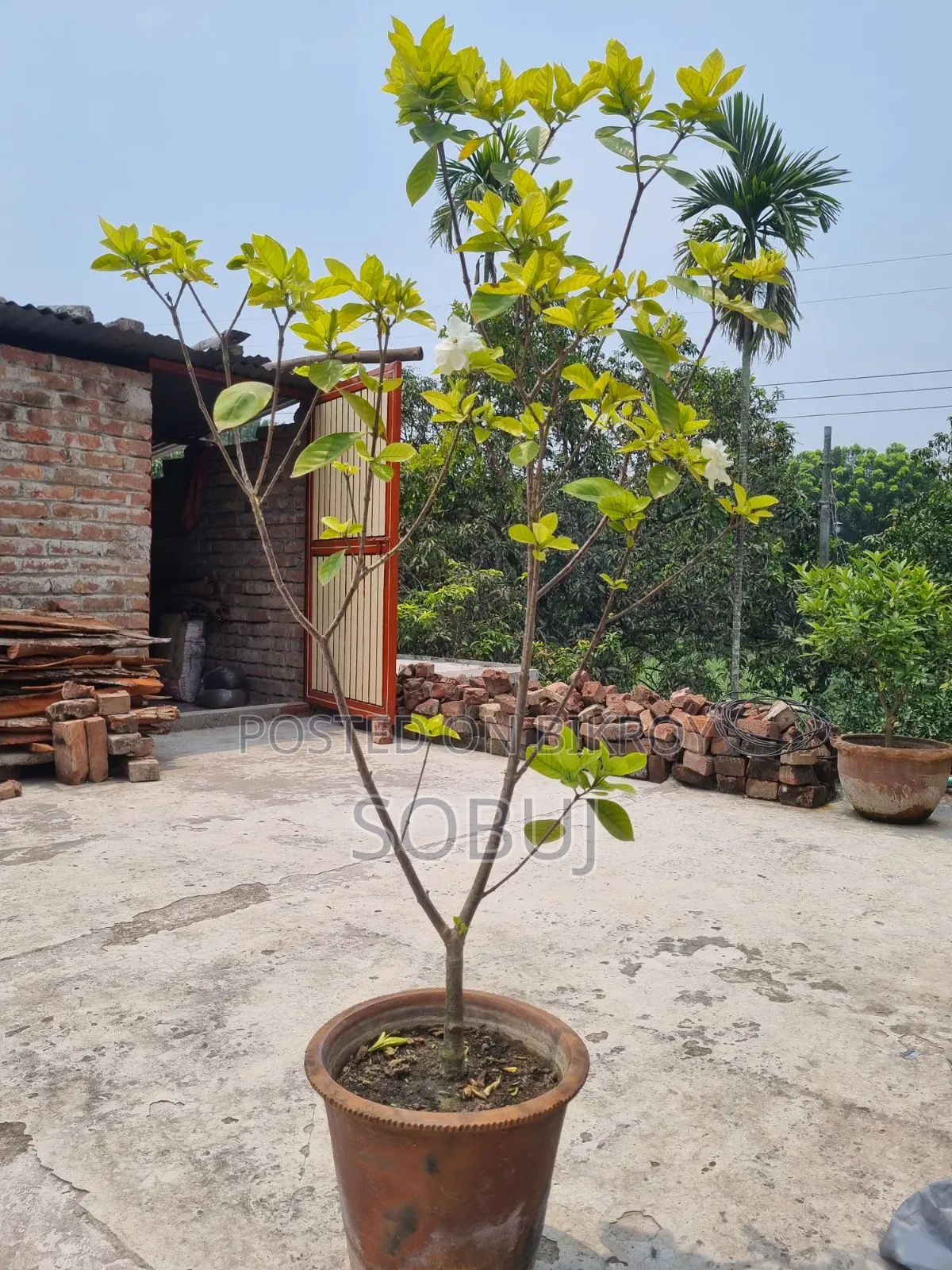 গন্ধরাজ ফুলের গাছ প্রায় ৪ ফুট লম্বা বিক্রয়ের জন্য!