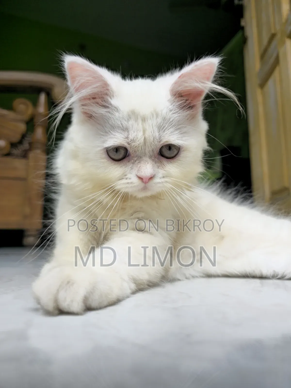 1-3 Months Female Purebred Persian