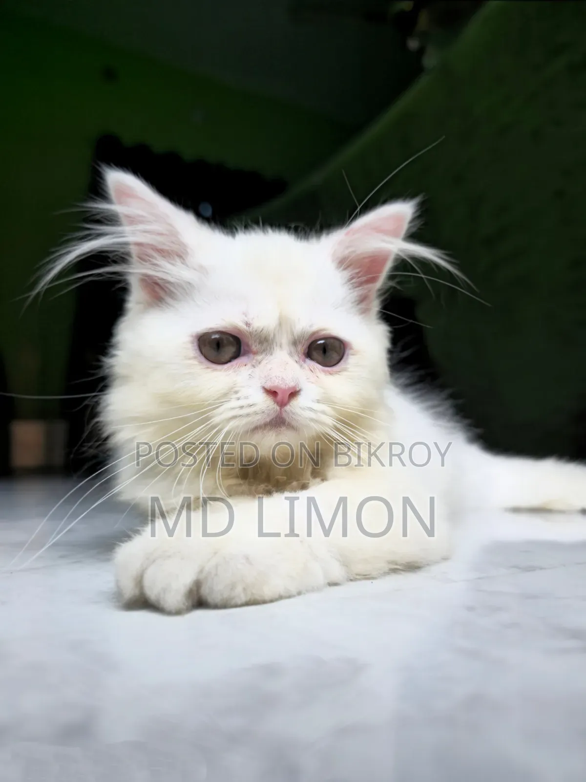 1-3 Months Female Purebred Persian