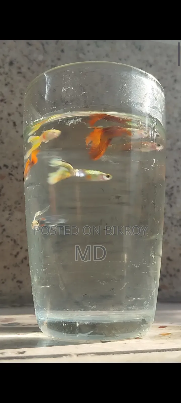 Mix Guppy (Adult)