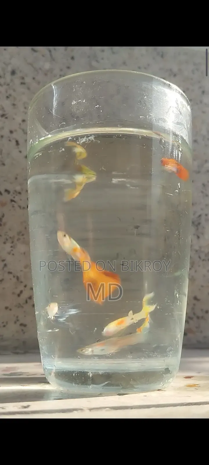 Mix Guppy (Adult)