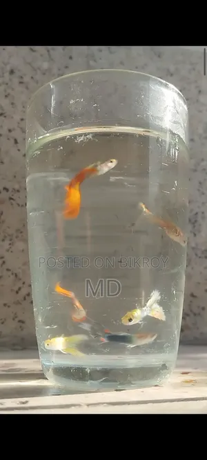 Mix Guppy (Adult)