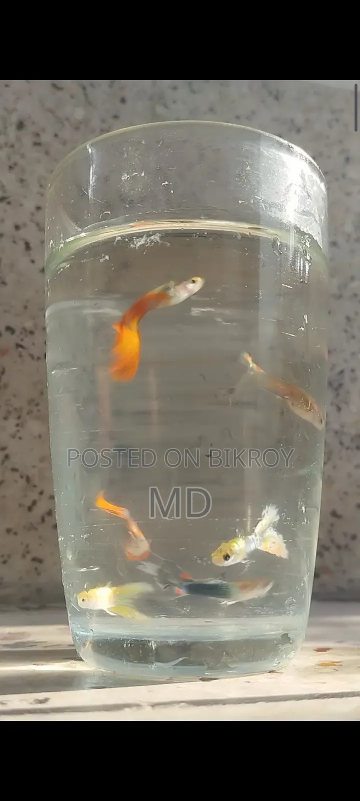 Mix Guppy (Adult)