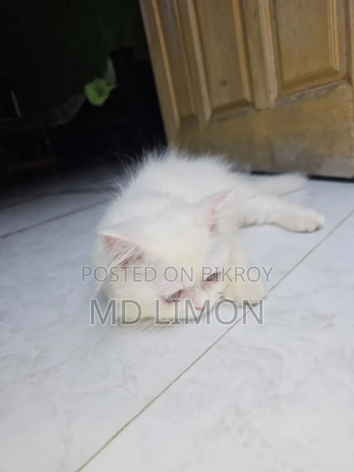 1-3 Months Female Purebred Persian