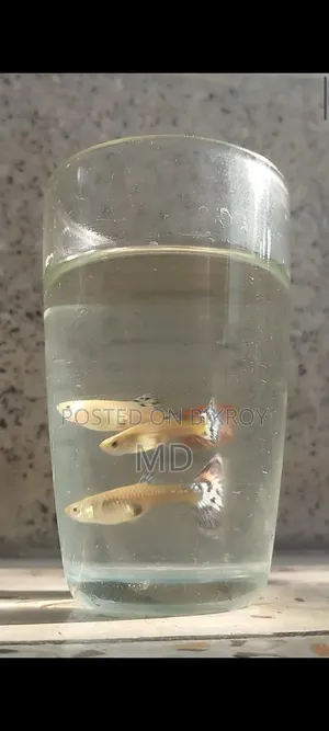 Mix Guppy (Adult)