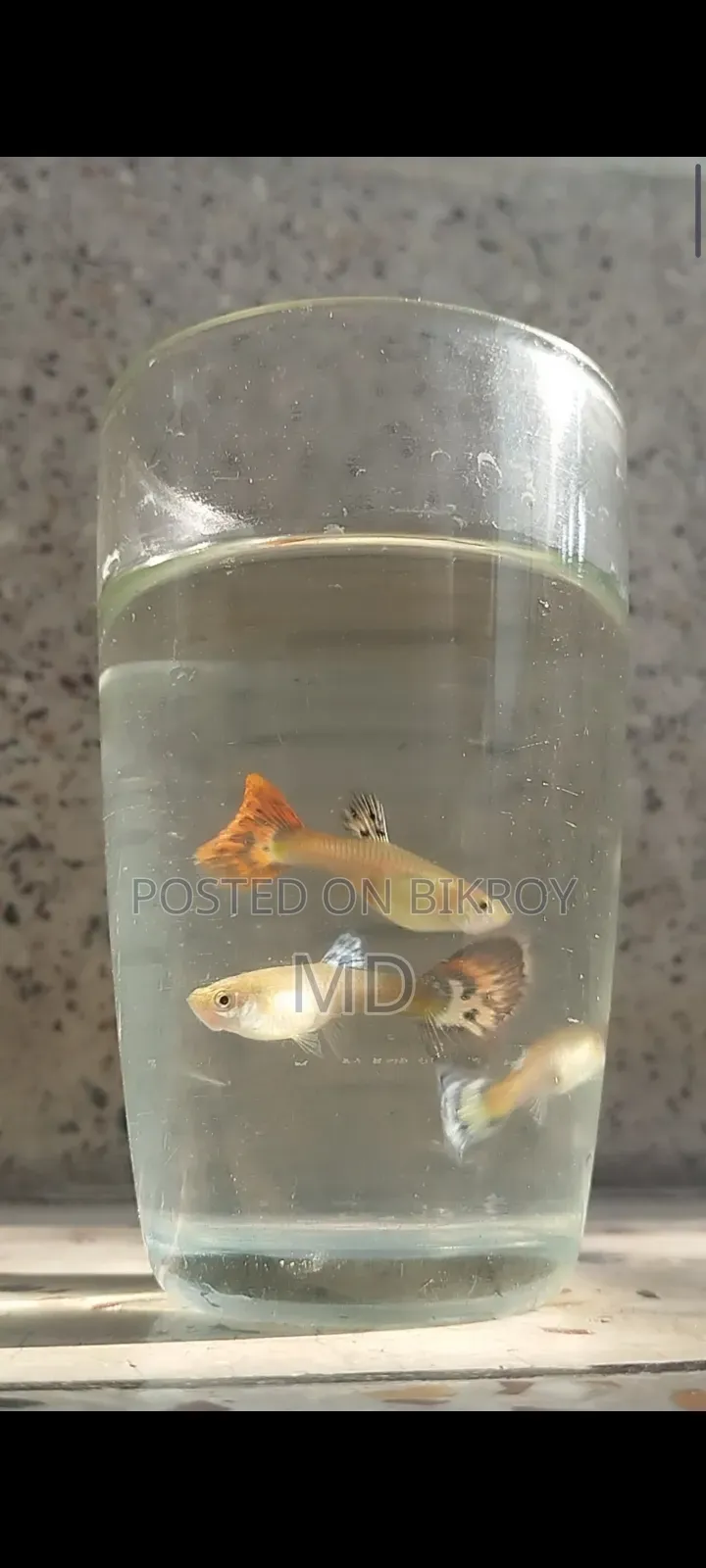 Mix Guppy (Adult)