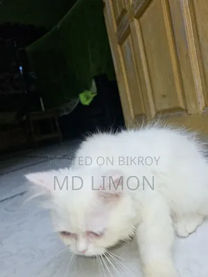 1-3 Months Female Purebred Persian