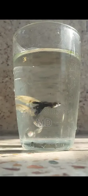 Mix Guppy Fish