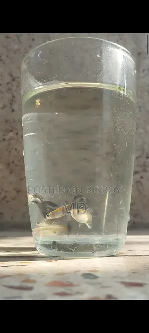 Mix Guppy Fish