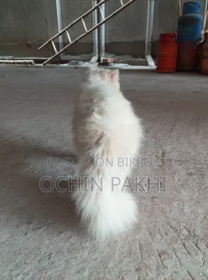 6-12 Months Male Purebred Persian