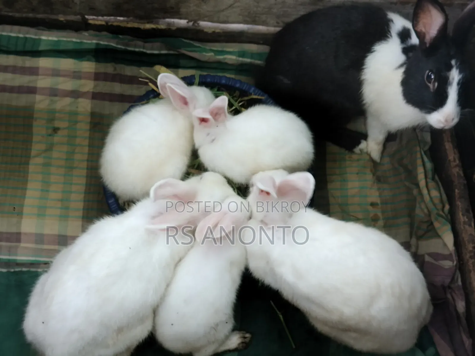 খুব জাতের খরগোশ
