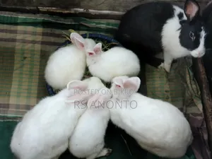খুব জাতের খরগোশ