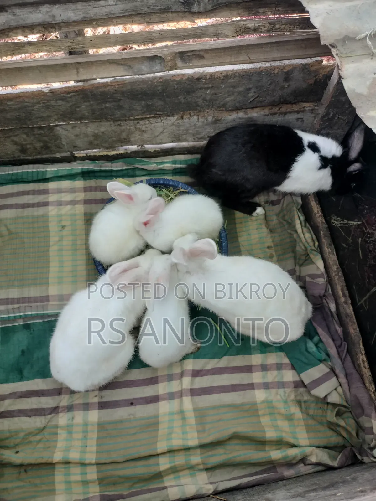 খুব জাতের খরগোশ