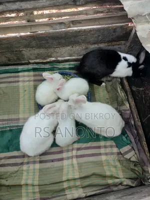 খুব জাতের খরগোশ