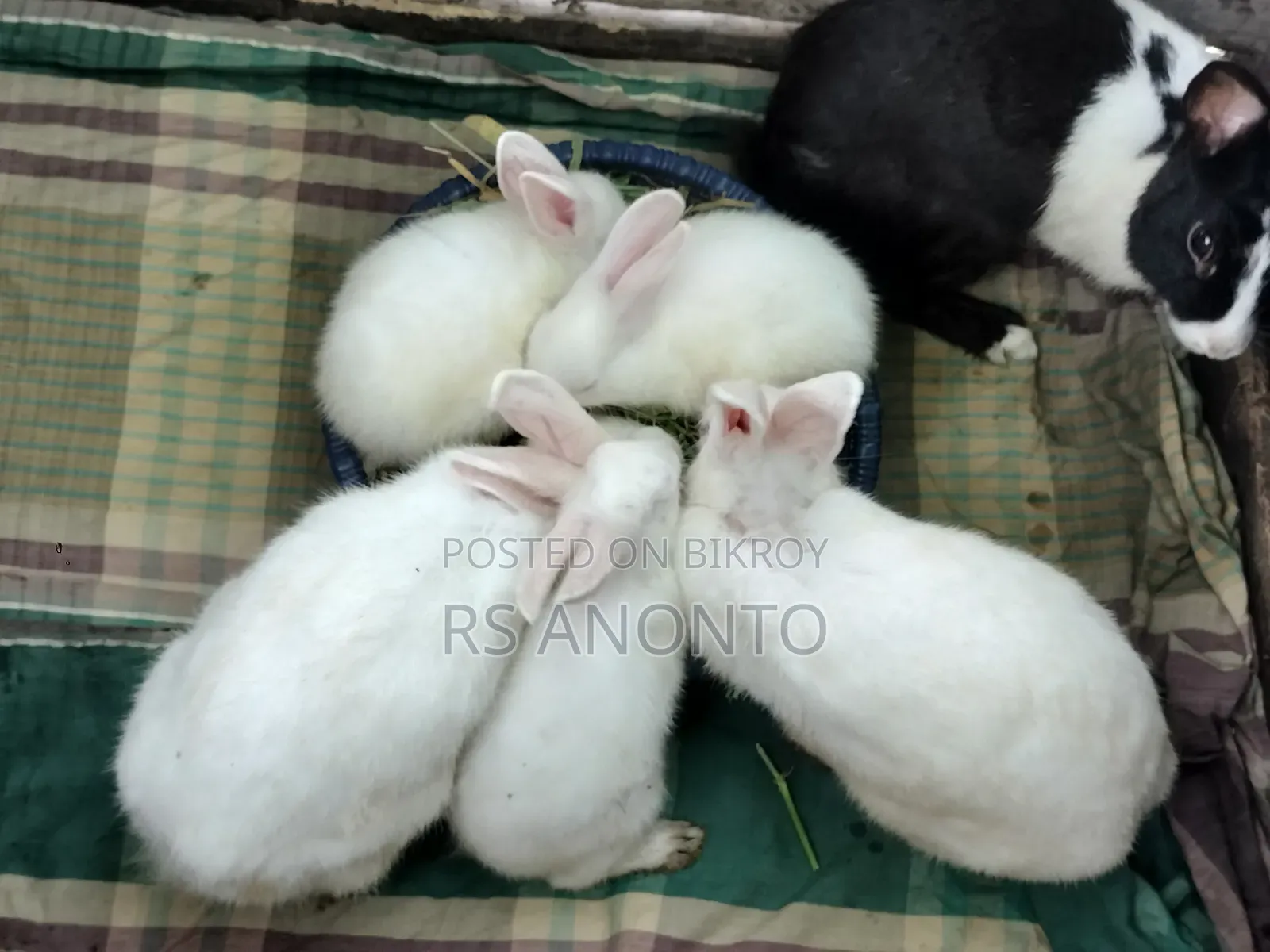খুব জাতের খরগোশ