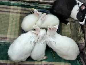 খুব জাতের খরগোশ
