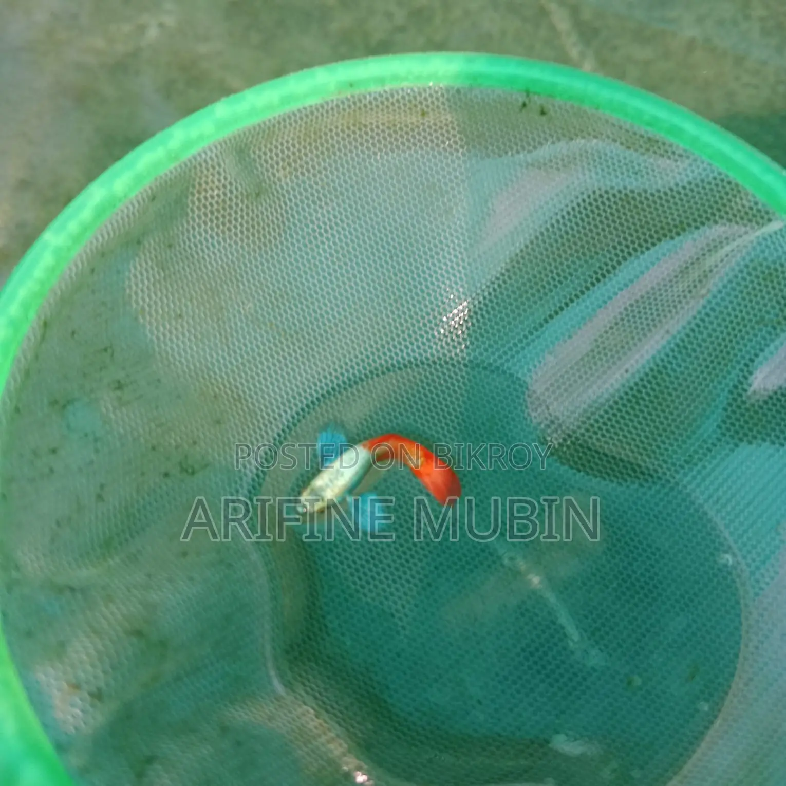 Guppy Fish
