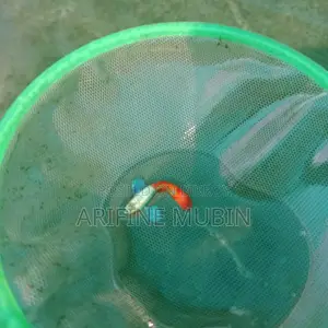 Guppy Fish