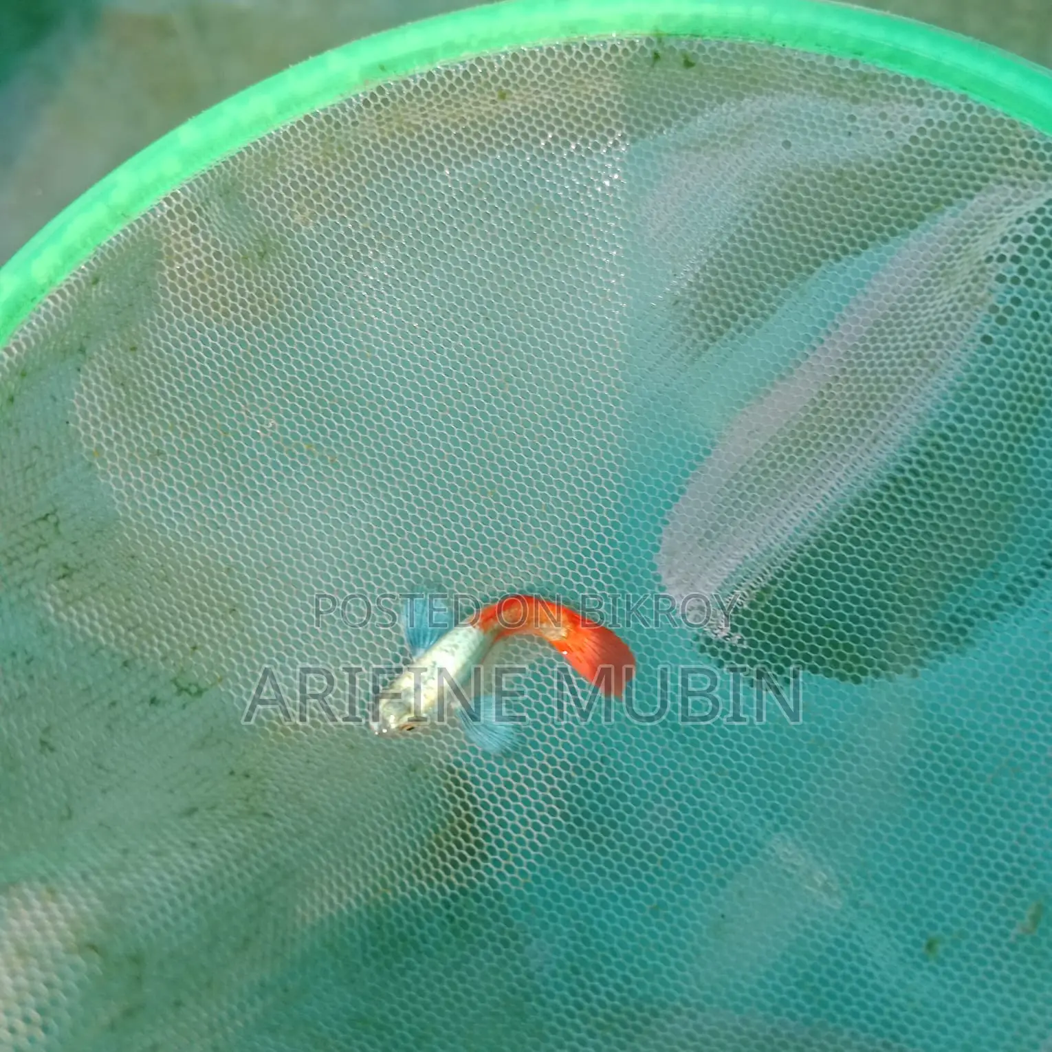 Guppy Fish
