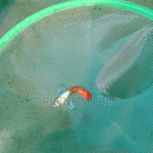 Guppy Fish