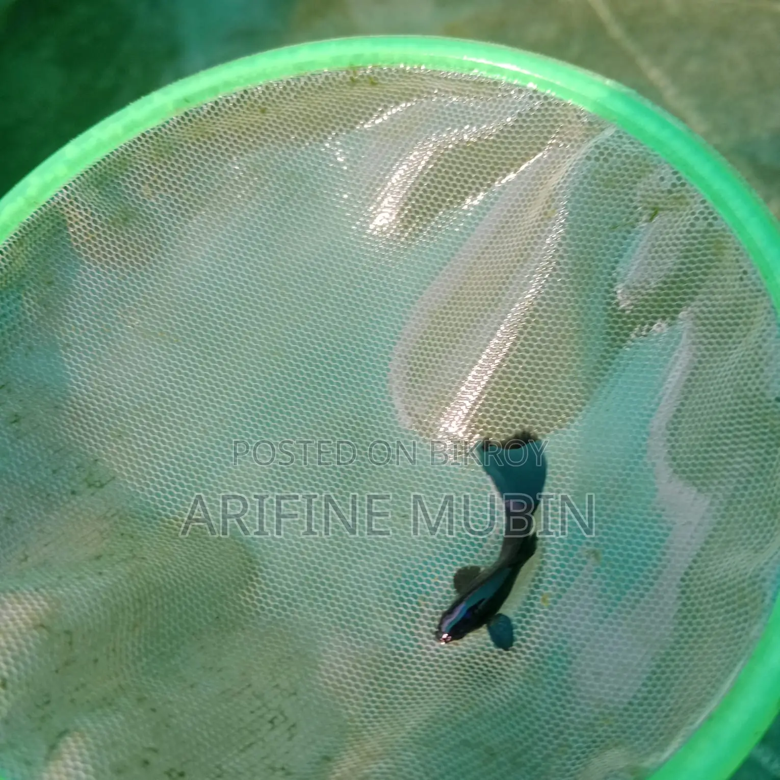 Guppy Fish