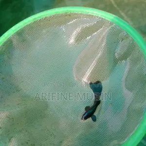 Guppy Fish