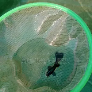 Guppy Fish