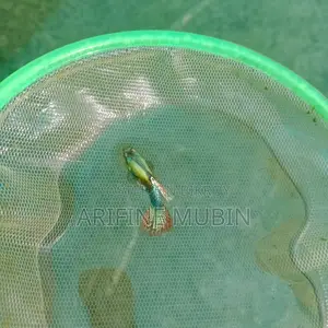 Guppy Fish