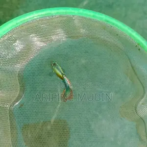 Guppy Fish