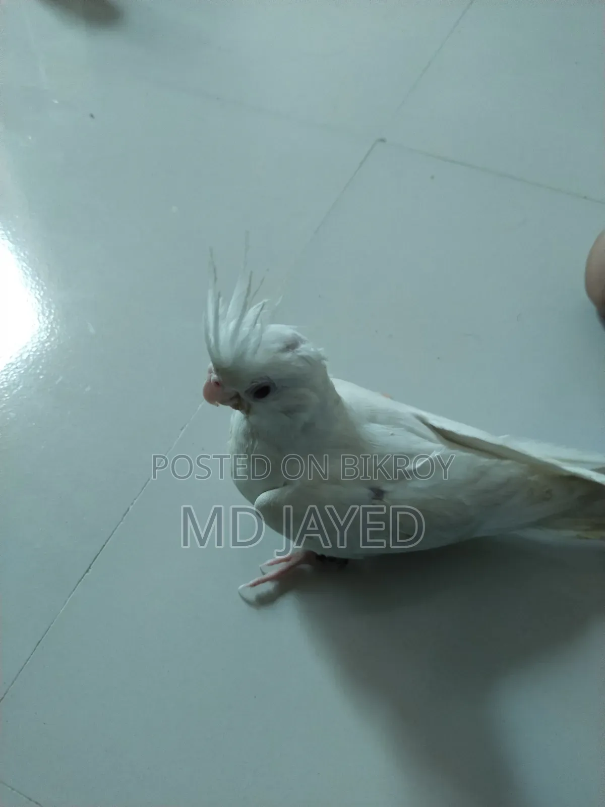 ককাটেল বাচ্চাটি বিক্রি হবে
