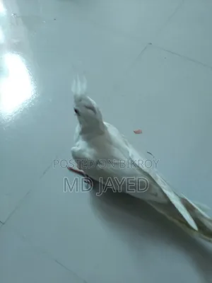 ককাটেল বাচ্চাটি বিক্রি হবে