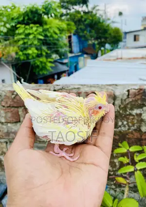 লুটিনো পার্ল ককাটেল বেবি