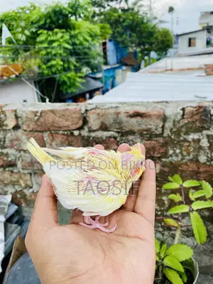 লুটিনো পার্ল ককাটেল বেবি