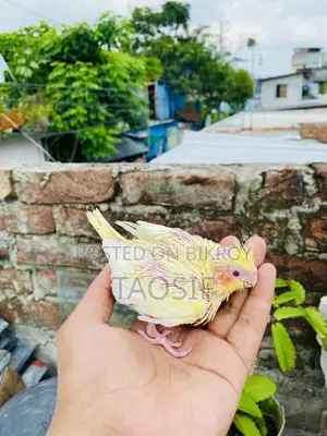 লুটিনো পার্ল ককাটেল বেবি