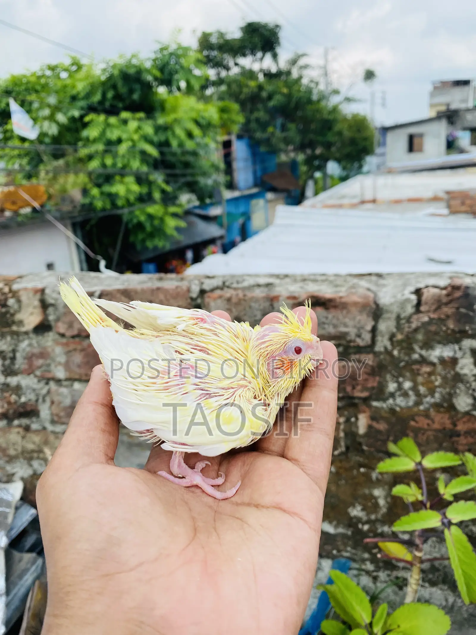 লুটিনো পার্ল ককাটেল বেবি