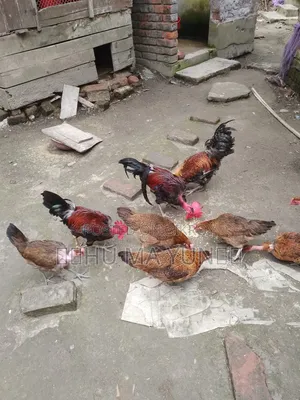 Naked neck rooster for sale (1 piece)