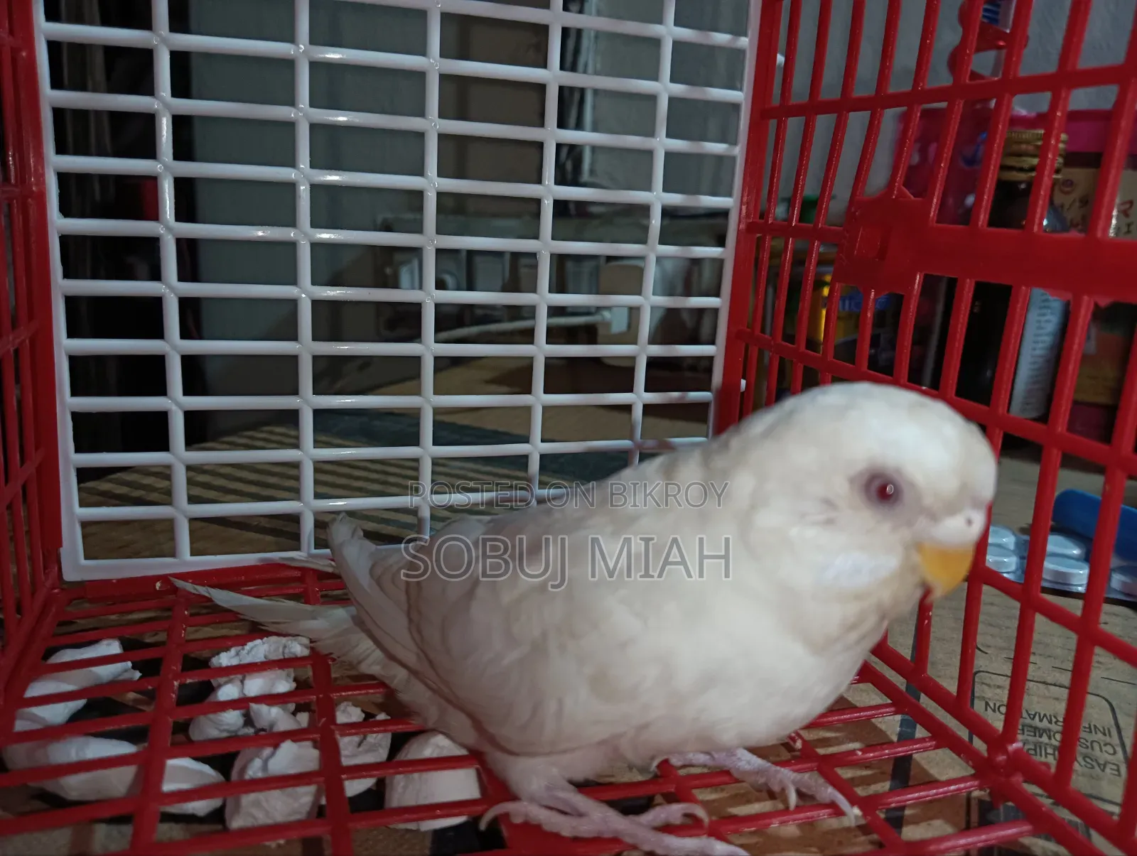 এল বিনো রেড আই বাজিগর