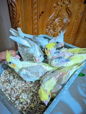 নতুন ঠিকানার অপেক্ষায়