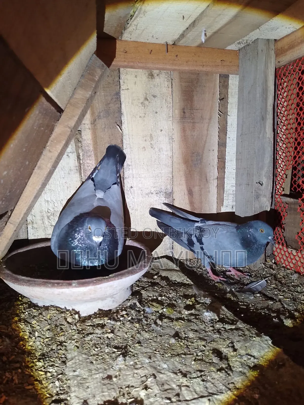 A racer male and a wild female pigeon will be sold.