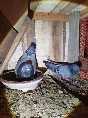 A racer male and a wild female pigeon will be sold.