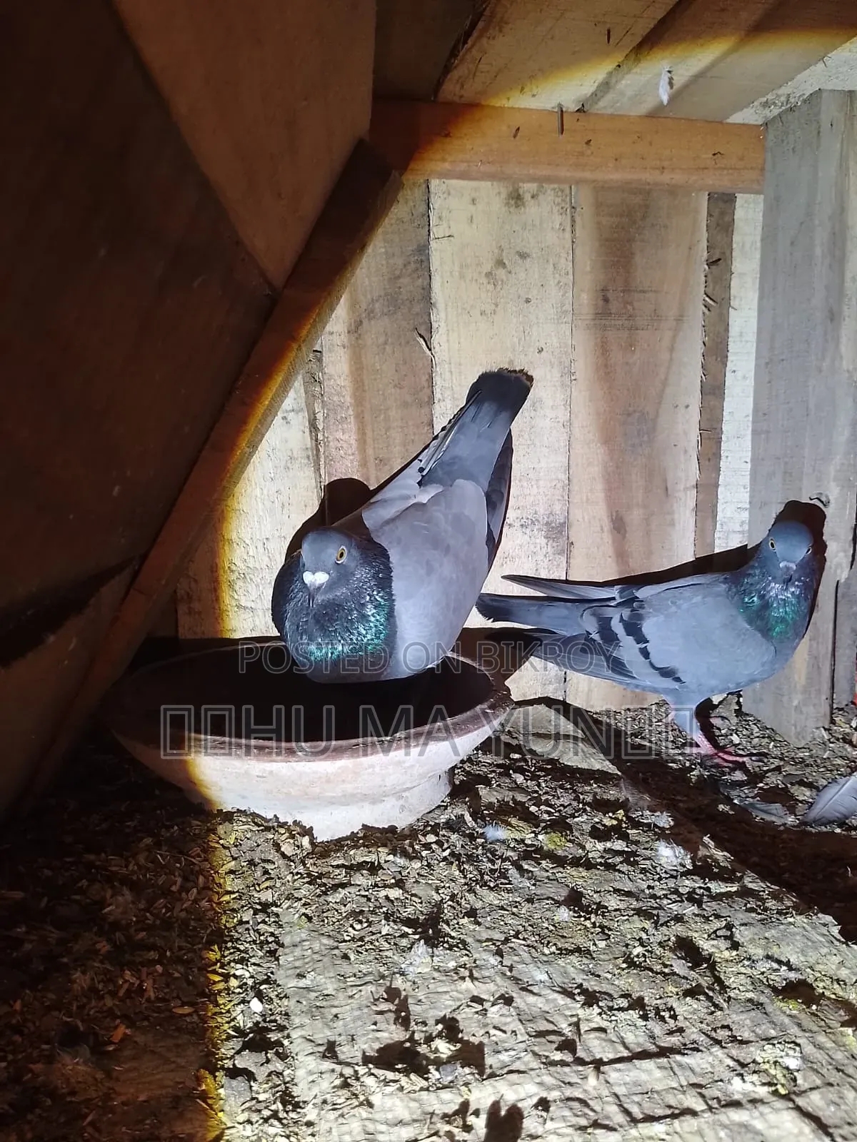 A racer male and a wild female pigeon will be sold.