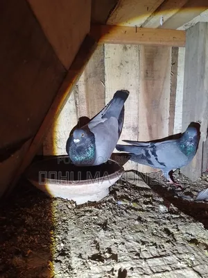 A racer male and a wild female pigeon will be sold.