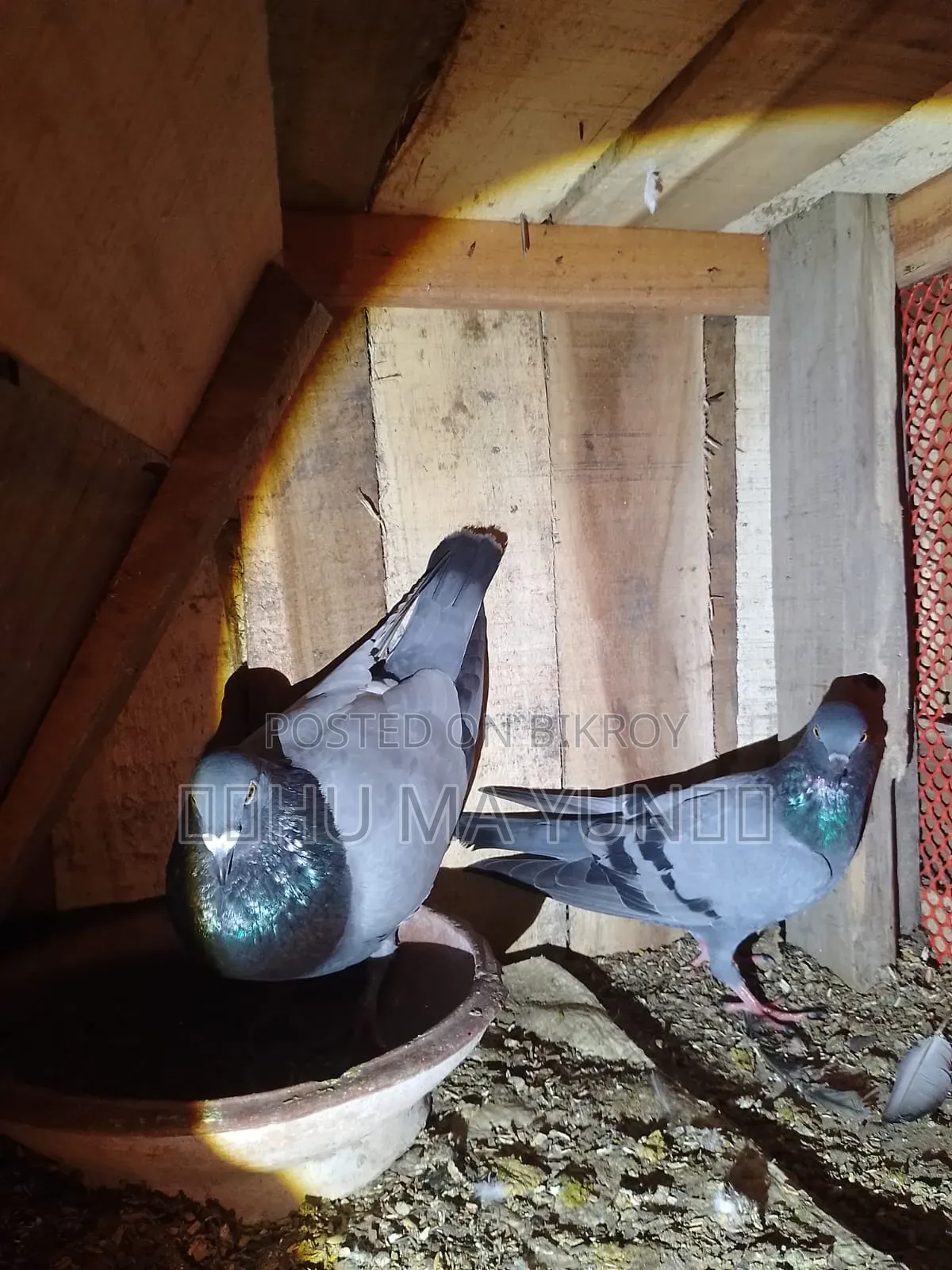A racer male and a wild female pigeon will be sold.
