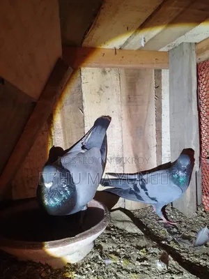 A racer male and a wild female pigeon will be sold.
