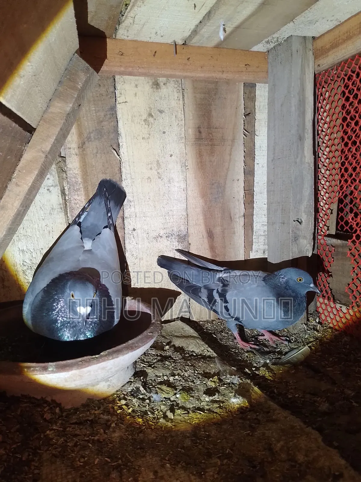 A racer male and a wild female pigeon will be sold.