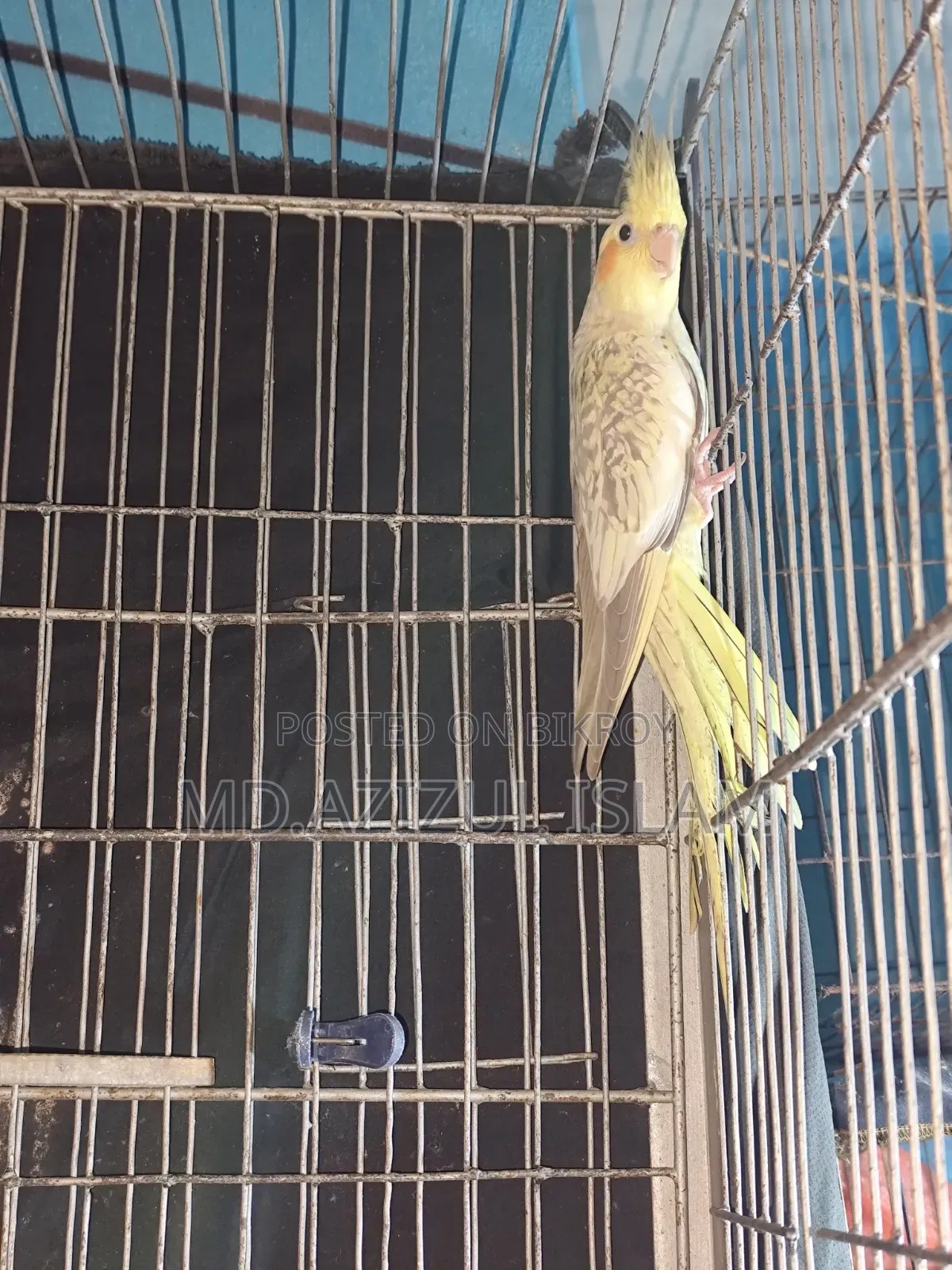 চিনামন পার্ল ১ পিস কোকাটেল