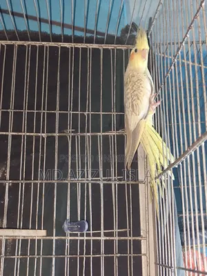 চিনামন পার্ল ১ পিস কোকাটেল