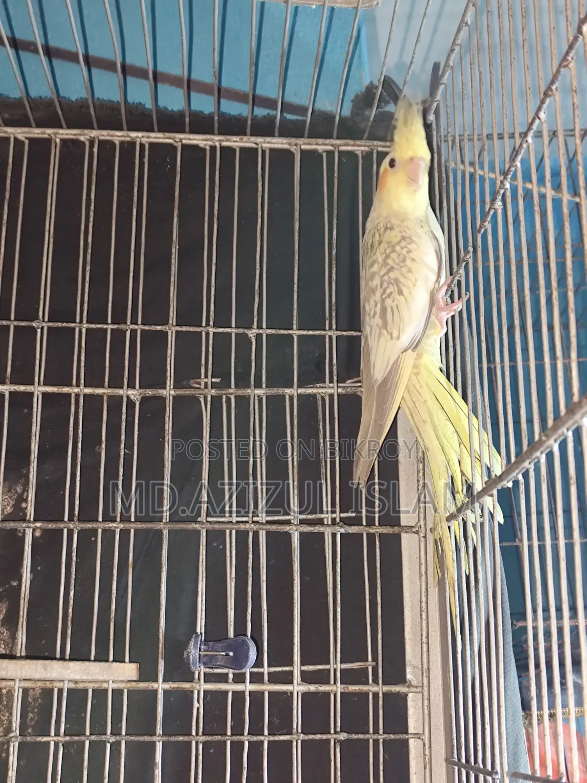 চিনামন পার্ল ১ পিস কোকাটেল