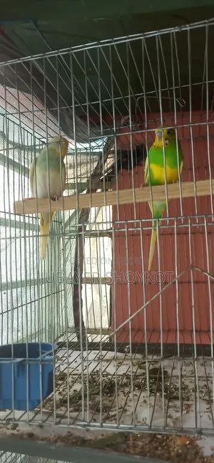 One pair of Pied Budgerigar for sale