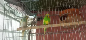 One pair of Pied Budgerigar for sale
